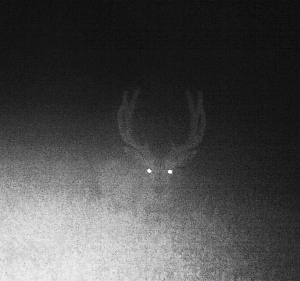 Night Buck Front