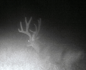 Night Buck back