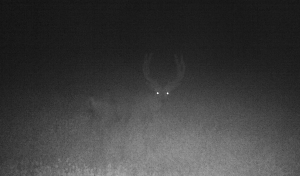 Night buck broadside