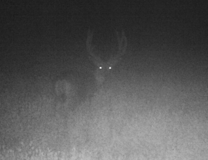 Night buck quartering