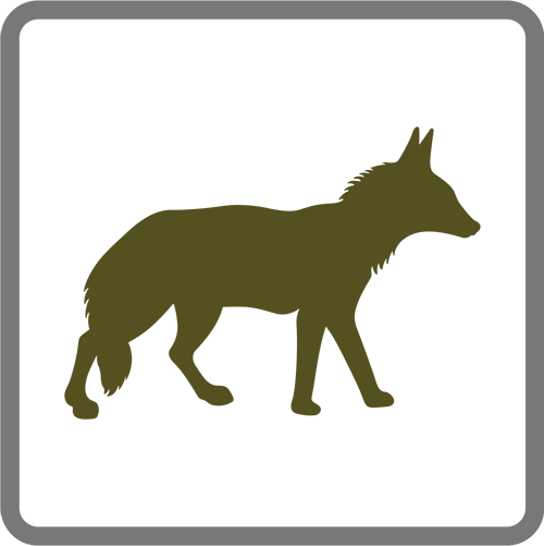 coyote