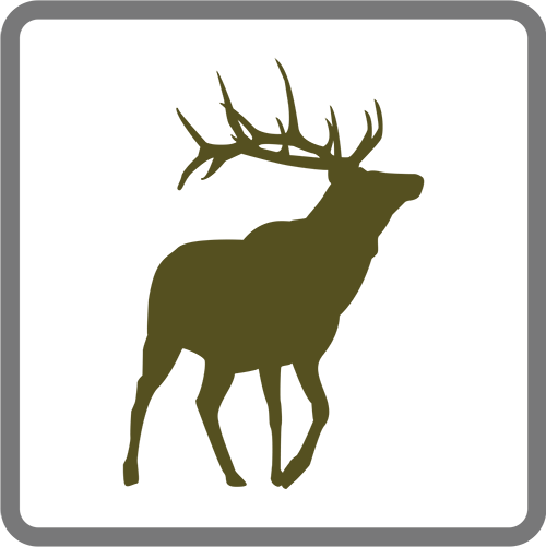 elk