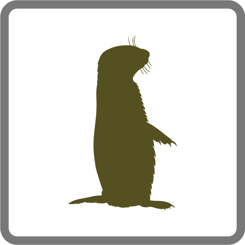 prairie-dog