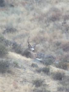 2015 Muley