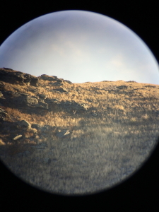 Bedded Muley Bucks