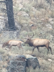 2015 Bull Elk & Cow