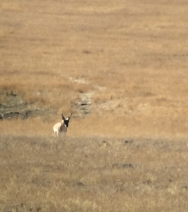 2015 Antelope