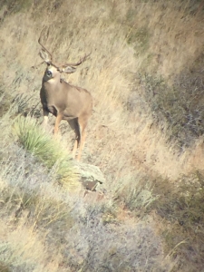 2015 Muley