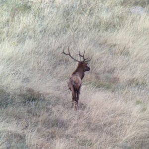 Squaw Mtn Elk