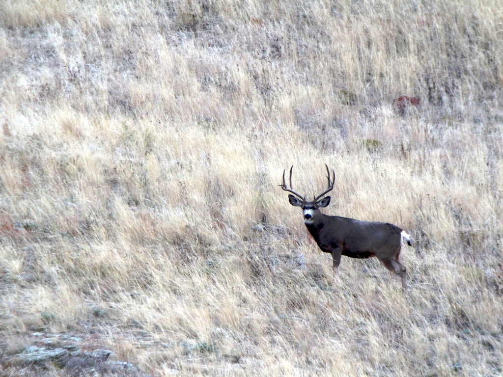 About Us | The Cross C Ranch | Wyoming Outfitter, Wyoming Elk Area 7 ...