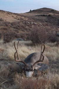 2016 Muley Harvest