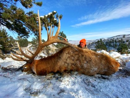 2019 Bull Elk