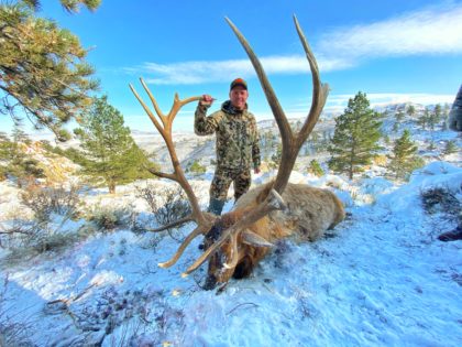 2019 Bull Elk