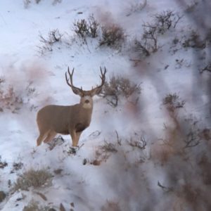 2019 Mule Deer