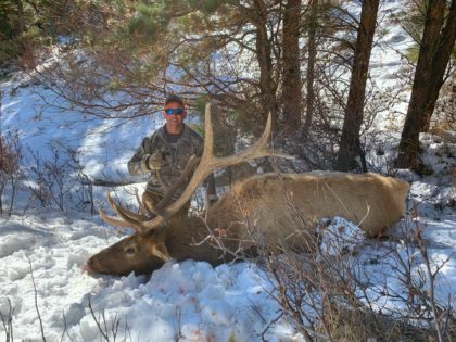 2019 Bull Elk