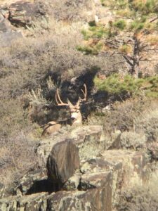 2020 Management Muley Bedded