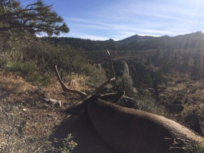 Muley ATL