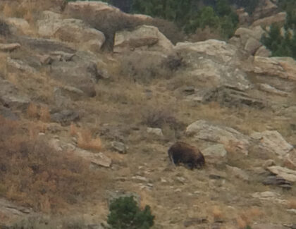 Giant Color Phase Black Bear