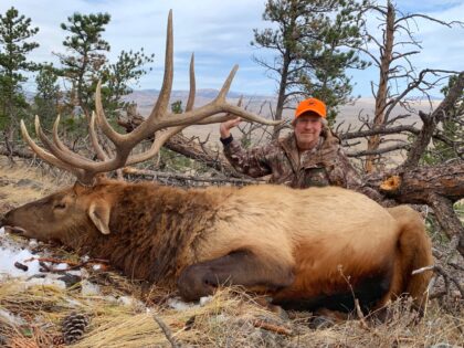 2020 Bull Elk