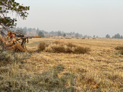 Coyote Stand