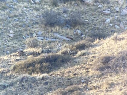 Bedded Large Muley