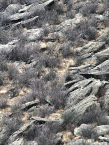 Hiding Muley Buck