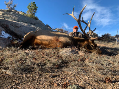 2020 Bull Elk