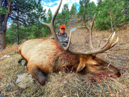 2021 Bull Elk