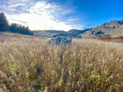 Mountain Meadow