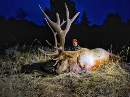 2021 Bull Elk