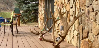 Elk at the Lodge