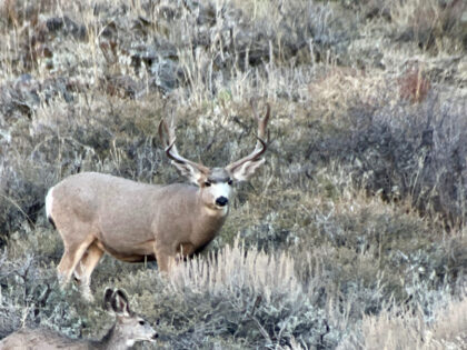 Trophy Mule Deer