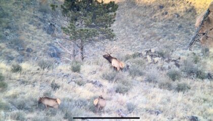 2023 Bugling Bull Elk