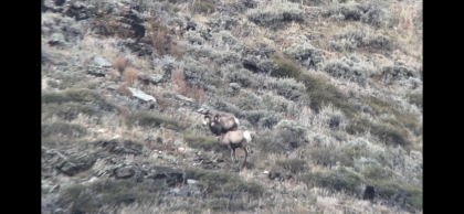 2023 Big Horn Sheep Rams