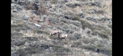 2023 Big Horn Sheep Rams