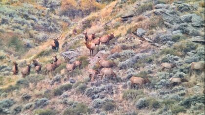 2023 Elk Herd