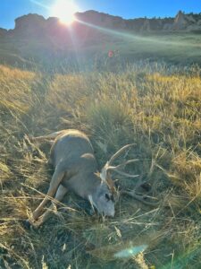 Mule Deer Recovery