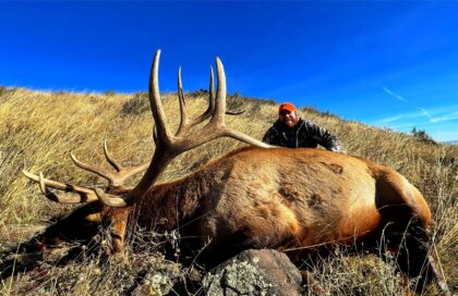 2023 Bull Elk