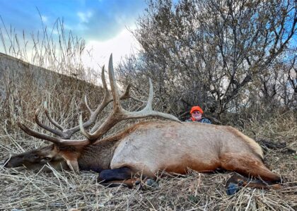 2023 Bull Elk