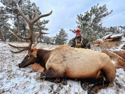 2023 Bull Elk