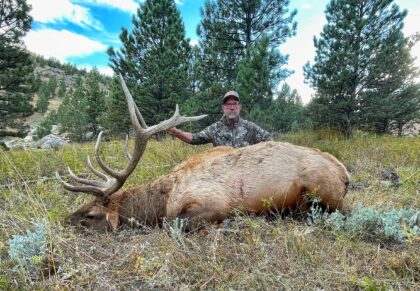 2023 Bull Elk